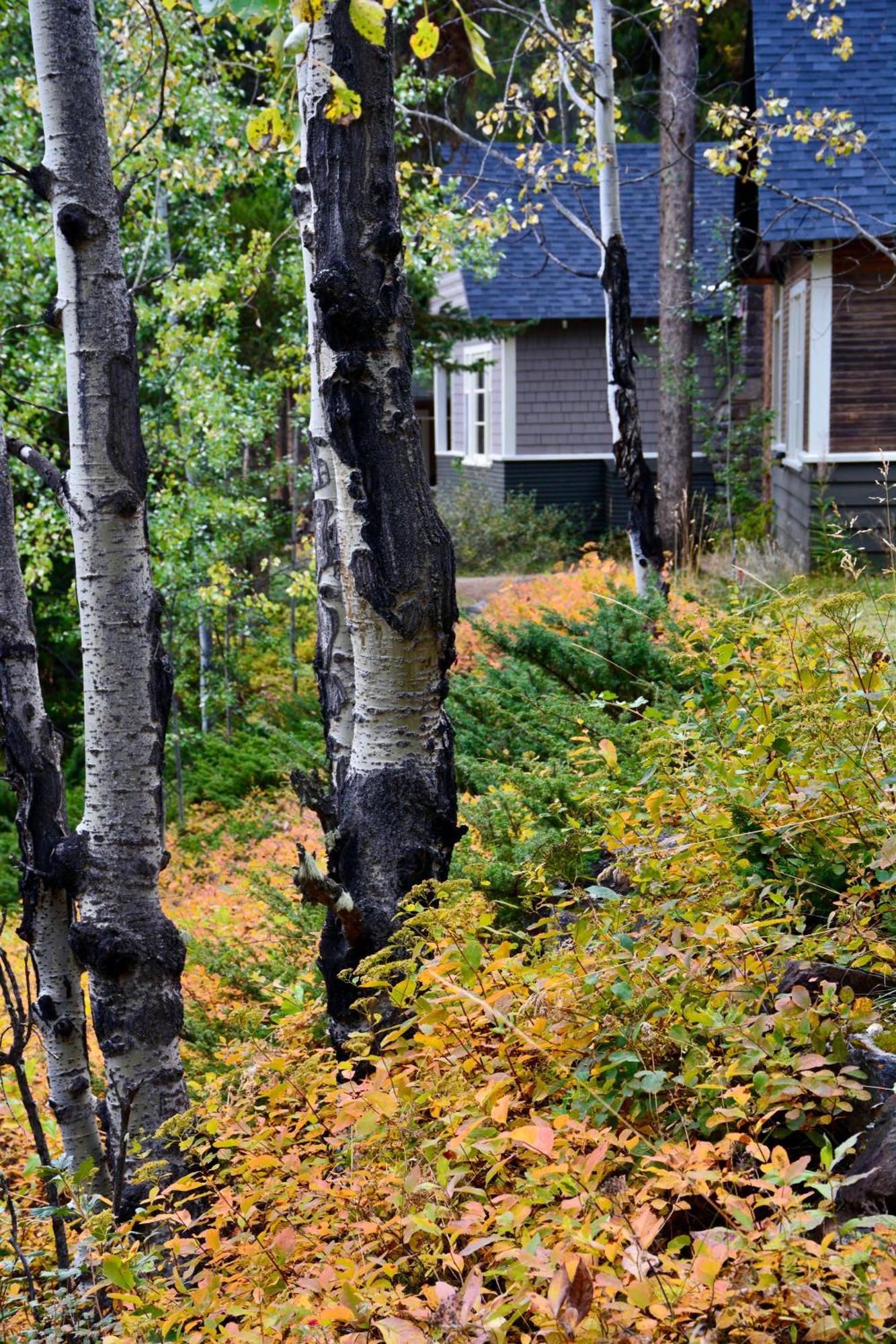 Johnston Canyon Lodge & Bungalows Castle Junction Eksteriør bilde